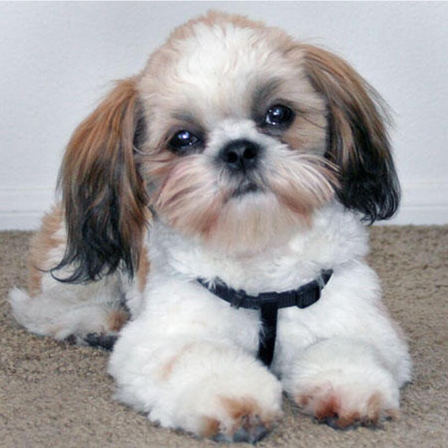 5D Diamond Painting Kit Full Drill - Shih tzu-لتقوم بها بنفسك الماس اللوحة
